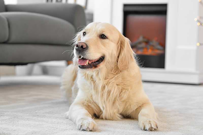 How to Make Sure your Veterinary Website Relays Trust